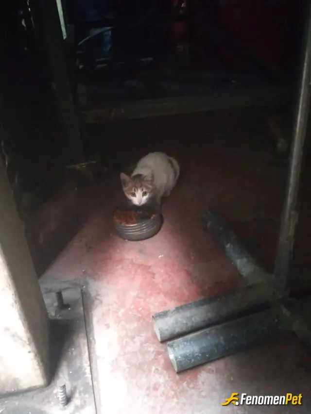 Sokak hayvanı besleme: Karnı aç olan minik kediyi çalıştığımız yerde odullendirdik #Fenomenpet Fenomenbet Pati Dostu
#Fenomenbet -