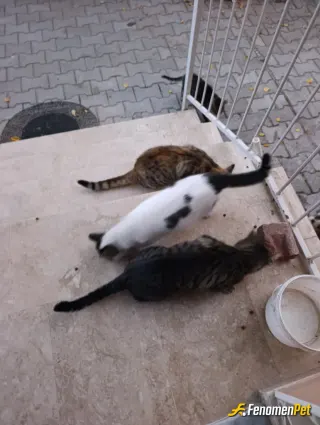 Sokak hayvanı besleme: İnsanlardan daha çok sevdiğim canlilar