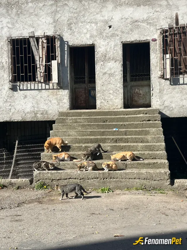 Sokak hayvanı besleme: bizim mahallenin kedileri
