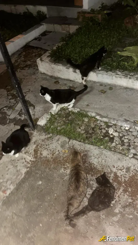 Sokak hayvanı besleme: Her gördüğümde elimden geldiğince yardımcı olmaya çalışırım