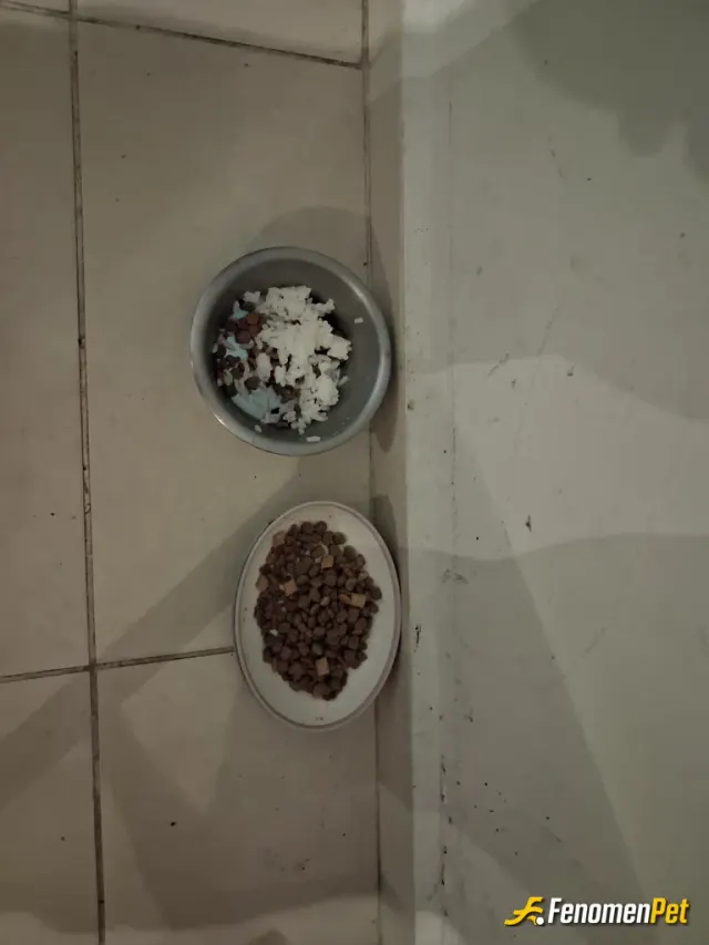 Sokak hayvanı besleme: Hayvan sevgisini herkez icinde barindirmali sessiz patiler