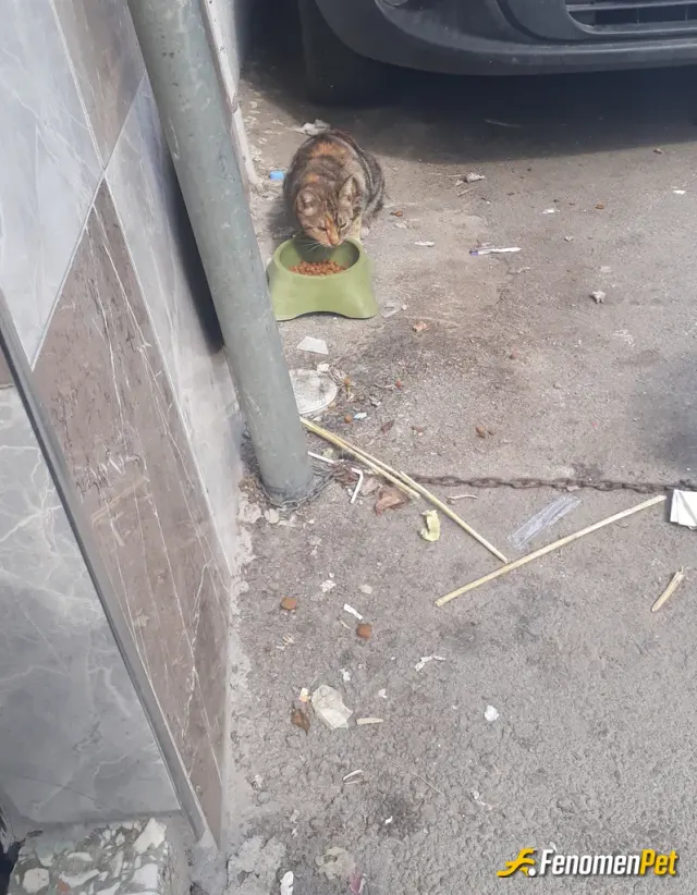 Sokak hayvanı besleme: 💕💕Onlar şehrin sessiz sakinleri her köşede bir umut kırıntısı arayan dilsiz dostlarımız 💕💕