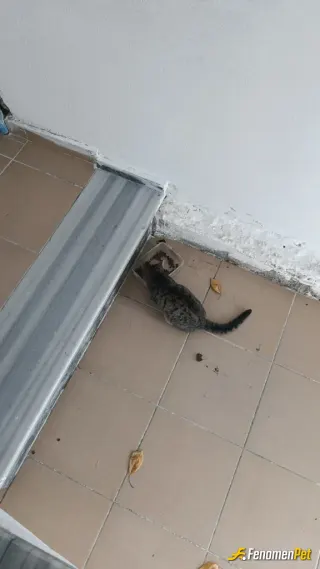 Sokak hayvanı besleme: Bina içinde besliyorum