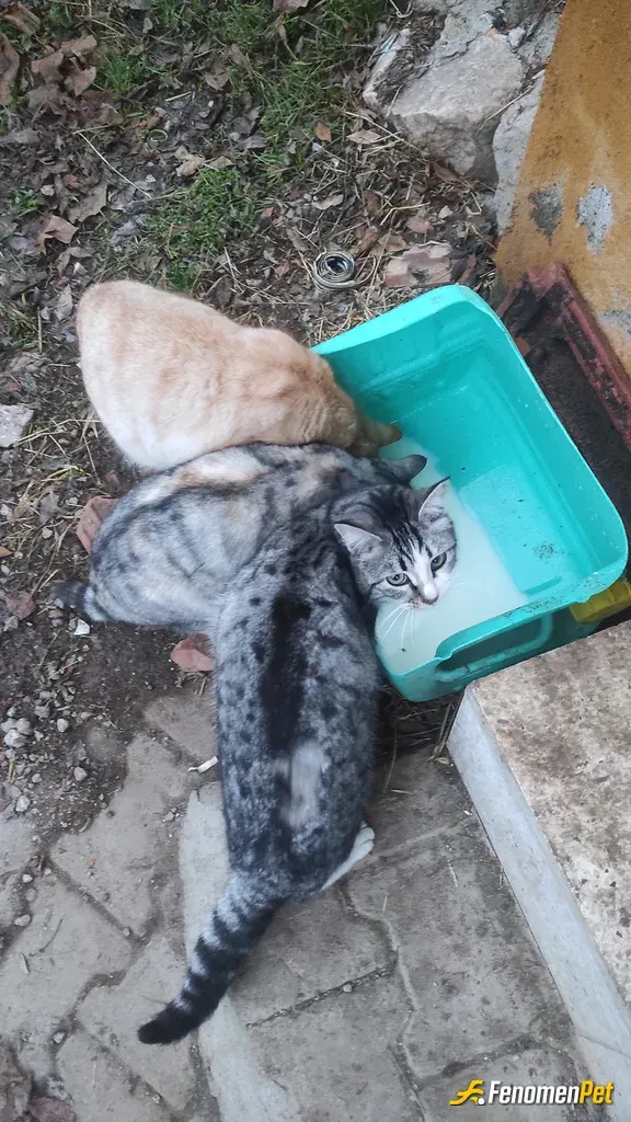 Sokak hayvanı besleme: İş gereği gittiğim yerde her gün süt veriyorum severken bazen tırmalıyorlar ama olur o kadar :)