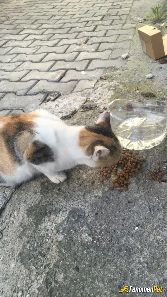 Sokak hayvanı besleme: #fenomenbet sokakta peşime takıldı bende ona mama aldım evdende su koydım yanına çok seviyorum bu hayvanları �