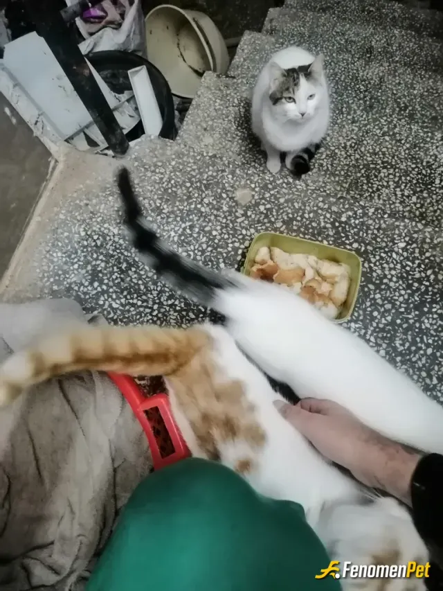 Sokak hayvanı besleme: Çıkmışlar