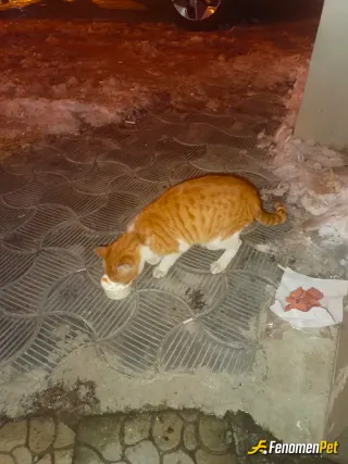 Sokak hayvanı besleme: Hayvanları sevelim
