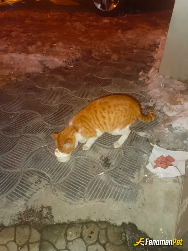Sokak hayvanı besleme: Hayvanları sevelim