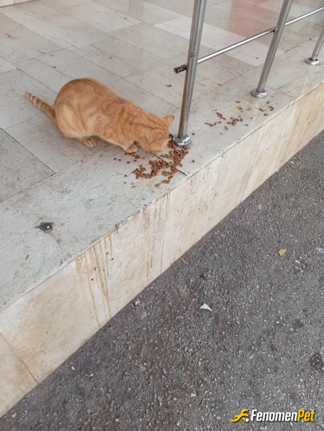 Sokak hayvanı besleme: Hayvanları seviyorum