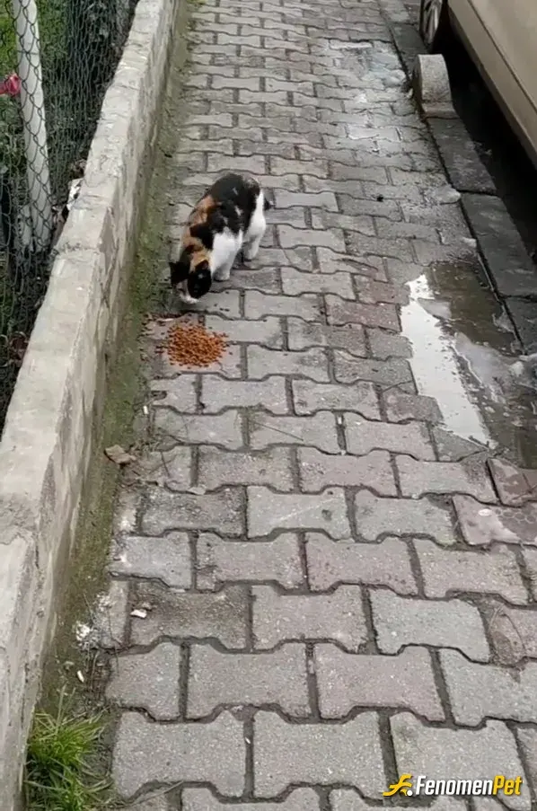 Sokak hayvanı besleme: Kedilere bayılırım onlarda can taşıyor sevgiye ihtiyaçları var bence❤️