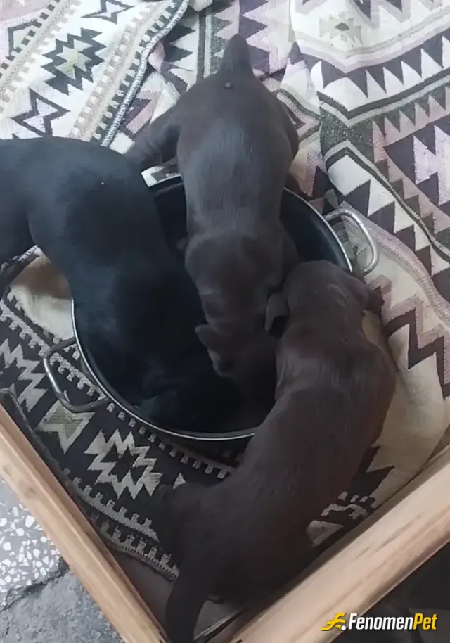Sokak hayvanı besleme: Köpek doğum yapmış yavruları ve kendisi çok açtı bulduğumuzda yavruları beslenirken🙏🏻
#Fenomenpet Fenomenbe