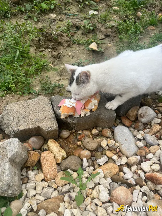 Sokak hayvanı besleme: Her gün yemeklerimizden veriyoruz yemeklerimizden arta kalan diyim bütün aile bireylerin tarafından kedi köpek
