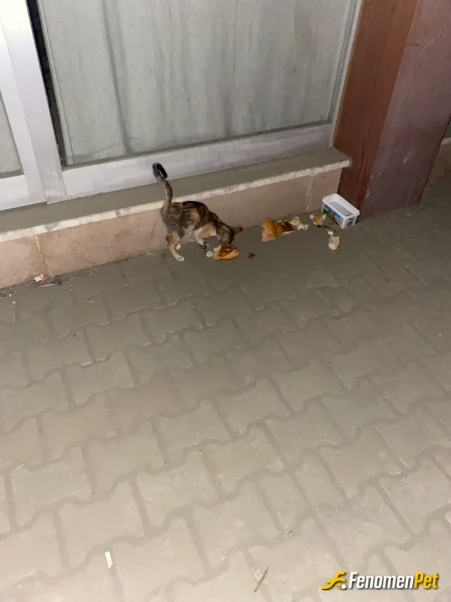 Sokak hayvanı besleme: Soğuk havada unutmayalım