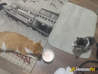 Sokak hayvanı besleme: Teşekkürler