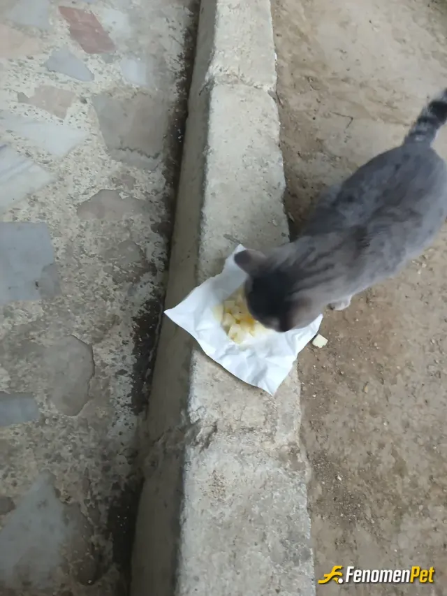 Sokak hayvanı besleme: Afiyet olsun