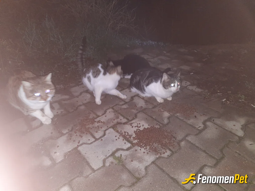 Sokak hayvanı besleme: Gece gündüz demeden devam
