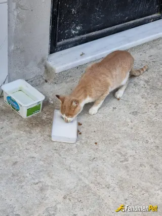 Sokak hayvanı besleme: tarçın