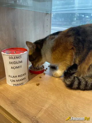 Sokak hayvanı besleme: Yorum yok :)