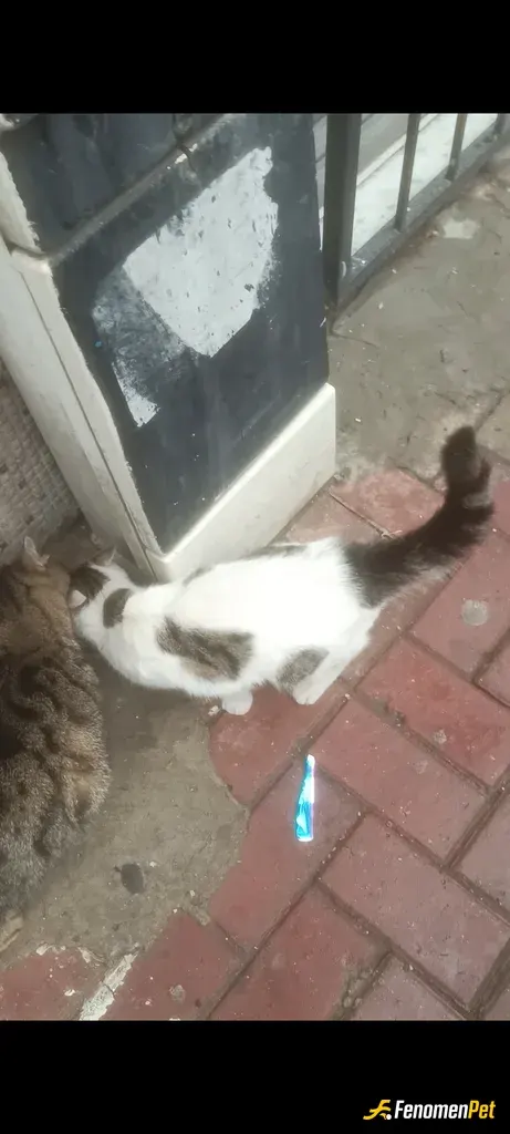 Sokak hayvanı besleme: Kapımızın önünde kedi evi var her sabah öğlen çıkarken mutlaka kapı önüne yaş mama ve kuru mama veriyorum.. ha