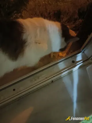 Sokak hayvanı besleme: Evimde ne varsa mümkün olduğunca hergün beslerim :)