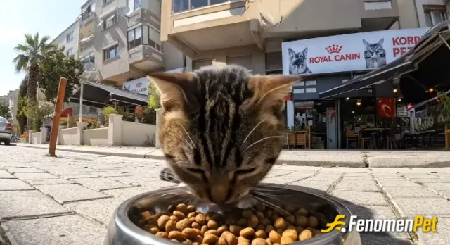 Sokak hayvanı besleme: Ben zaten petshop işletiyorum. Sürekli kapımda yatan Yaklaşık 10 15 kediye her gün kendim düzenli mama su veri