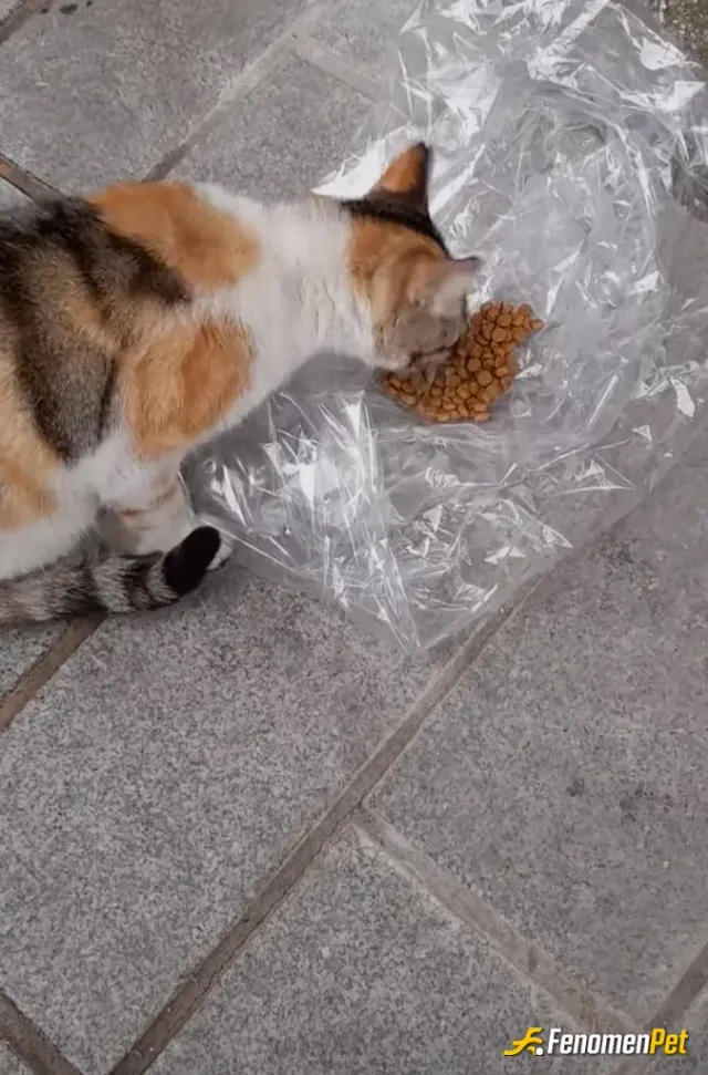 Sokak hayvanı besleme: #Fenomenpet Tatlı Kediler 😸