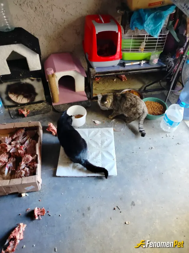 Sokak hayvanı besleme: Anlaşmalı kasap, petshop ve veteriner arkadaşlarla sokak hayvanlarına barınacak yer ve mama tedarigi yapıyoruz