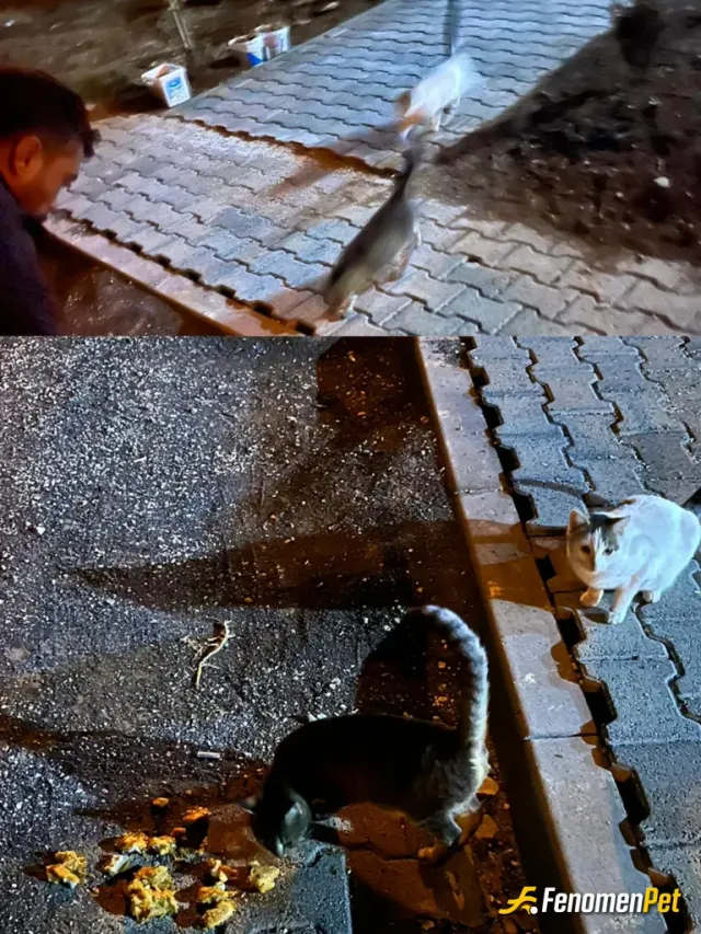 Sokak hayvanı besleme: Nurdağından sevgililerle iyi ki varsın fenomen bet