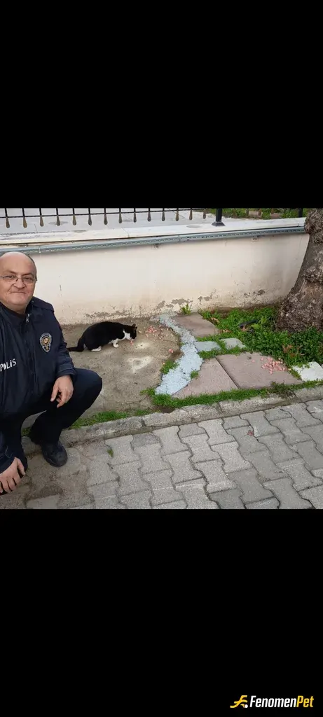 Sokak hayvanı besleme: Canlar...