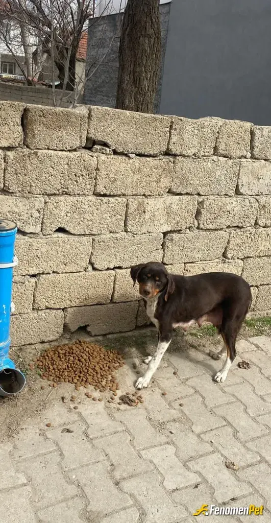 Sokak hayvanı besleme: Doğum havalarda biraz daha yiyecek ve beslenmeye ihtiyaçları var