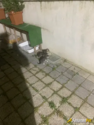 Sokak hayvanı besleme: Her daim mama su yatak hatta kedi kumu dahil kapımızda vardır. Veteriner işleri dahil her türlü ihtiyaçlarını 