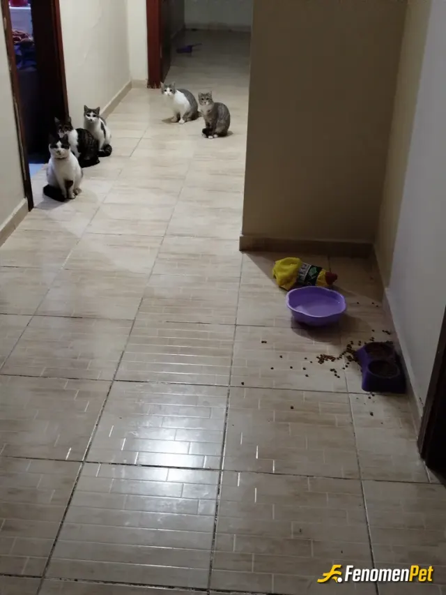 Sokak hayvanı besleme: Evime aldım kışın üşümesinler diye 7 tane
