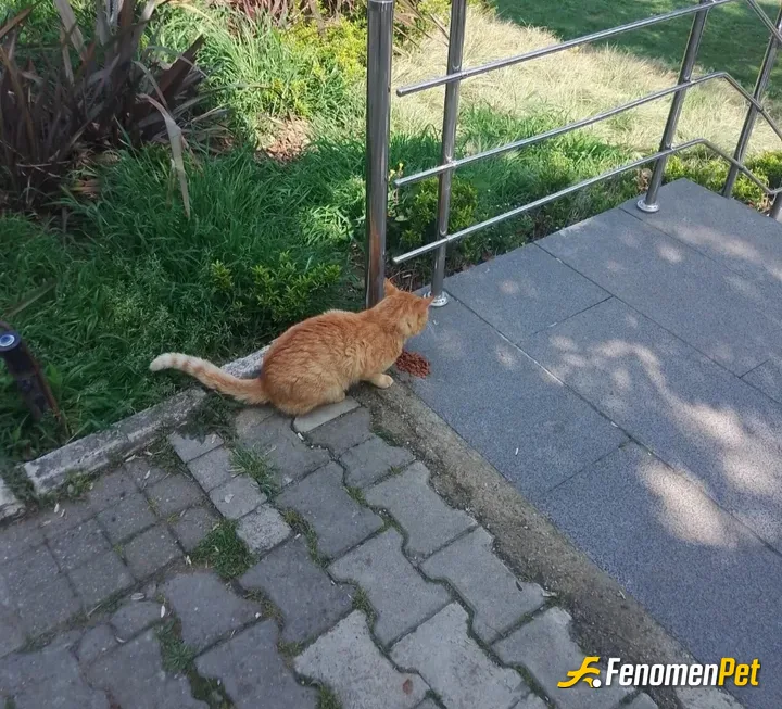 Sokak hayvanı besleme: #Fenomenpati
#Kedi
