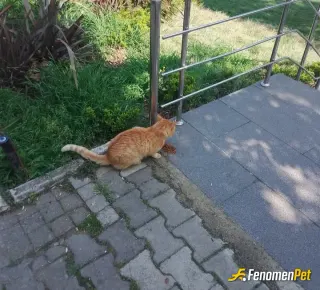 Sokak hayvanı besleme: #Fenomenpati
#Kedi