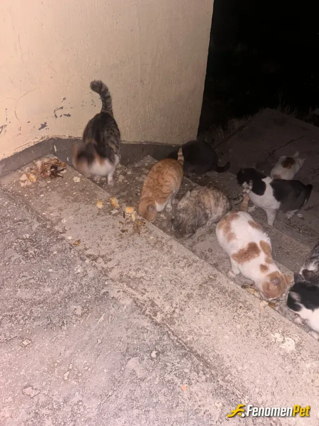 Sokak hayvanı besleme: Bahçemde 12 sokak kedimi besliyorum her gün