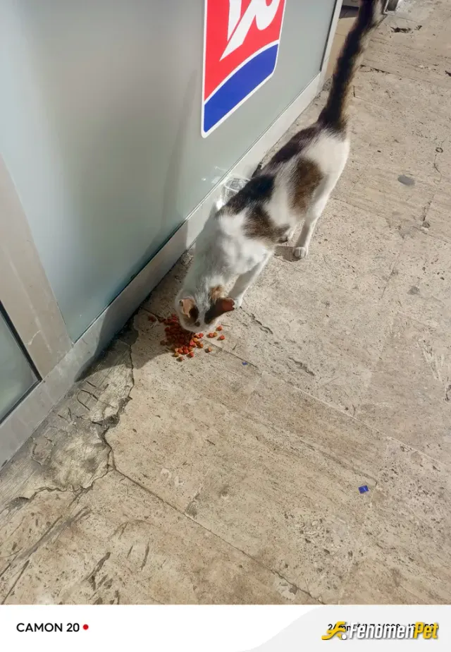 Sokak hayvanı besleme: Çok seviyorum