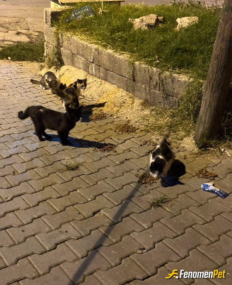 Sokak hayvanı besleme: hayvanı seviyorum