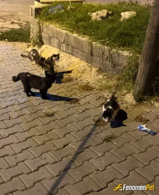 Sokak hayvanı besleme: hayvanı seviyorum