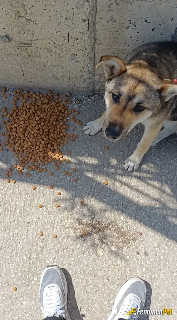 Sokak hayvanı besleme: arabanın bagajında kedi ve köpek için sürekli mama taşıyorum, bu şans için teşekkğrler
