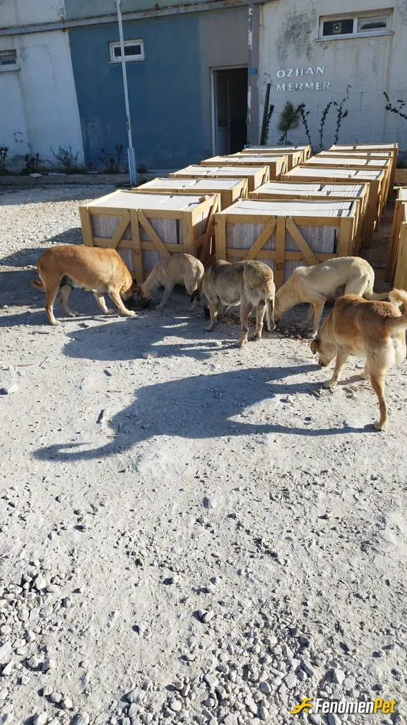 Sokak hayvanı besleme: Arabamda sürekli mama bulunduruyorum onlarda bizim gibi yaşamayı hak ediyor