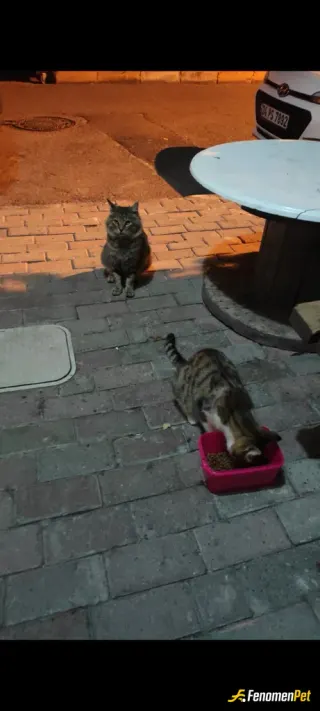Sokak hayvanı besleme: Canlar
