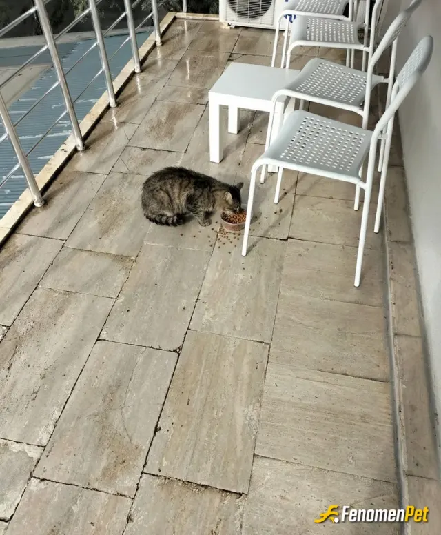 Sokak hayvanı besleme: Afiyet olsun. 🥲