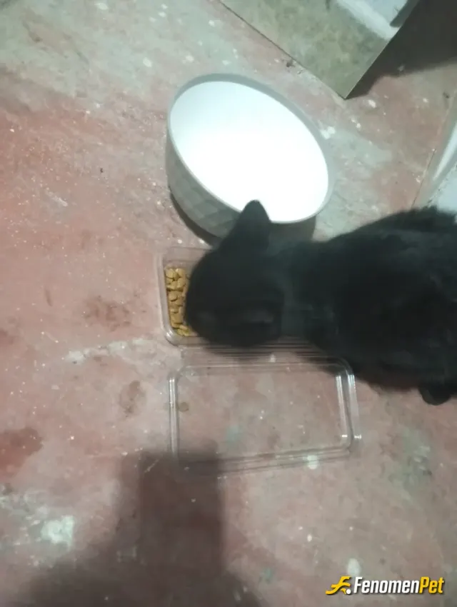Sokak hayvanı besleme: Bir kab yemek patilere