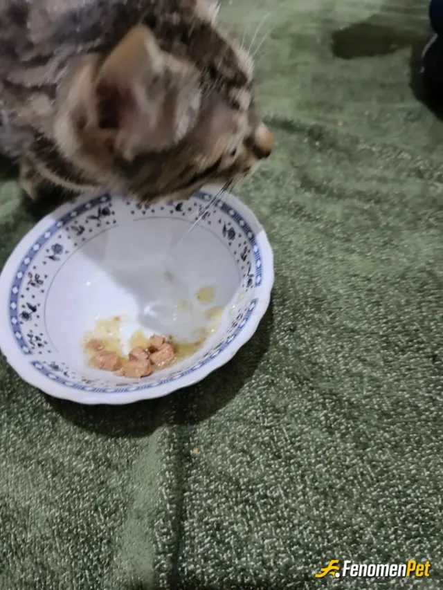 Sokak hayvanı besleme: Yemek verek