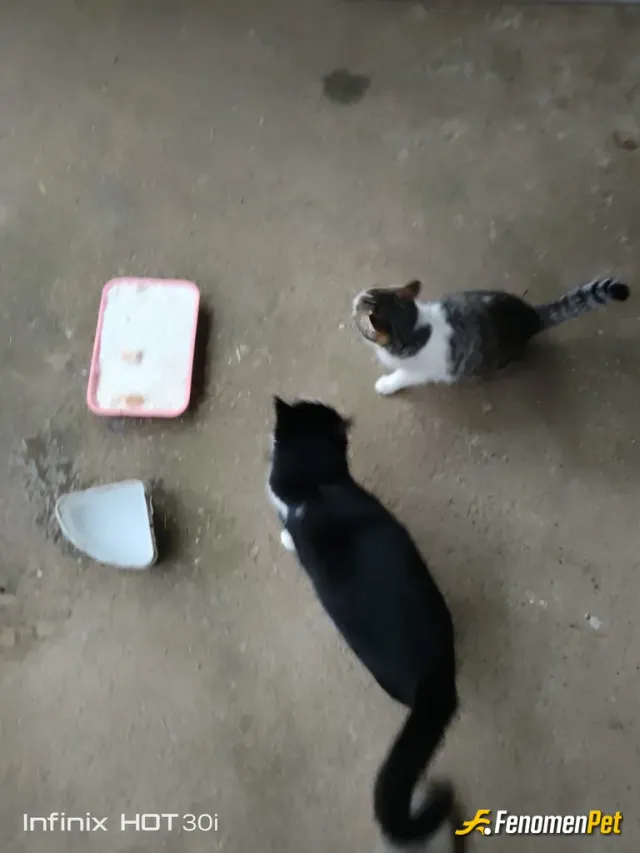 Sokak hayvanı besleme: #Fenomenpet güzel kızlar🐱