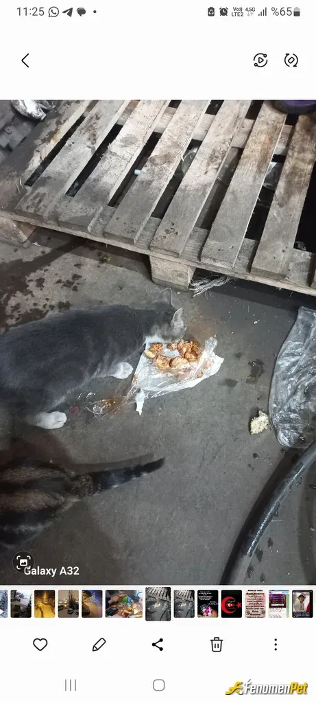 Sokak hayvanı besleme: Bunlar benim tatlislerim
