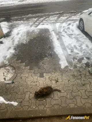 Sokak hayvanı besleme: Fenomen pati dostu