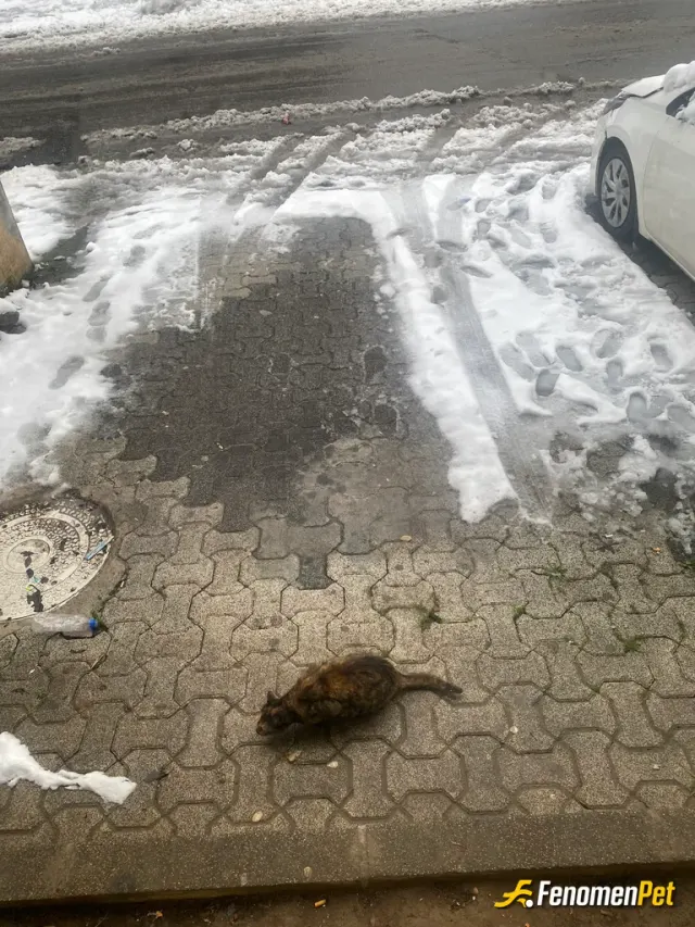Sokak hayvanı besleme: Fenomen pati dostu