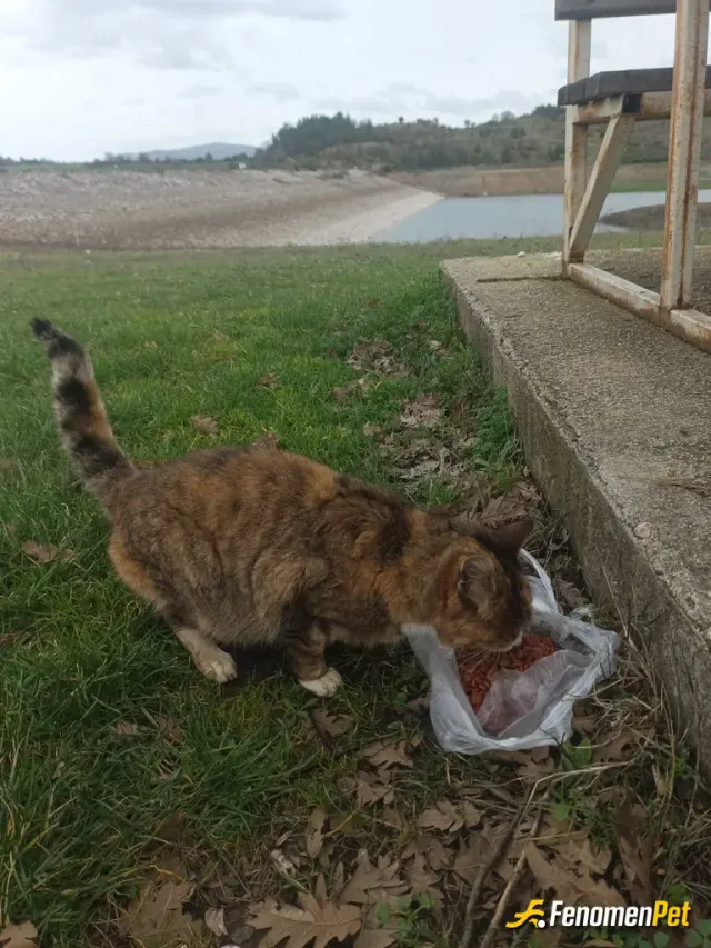 Sokak hayvanı besleme: Geldiğimde kuş bile yoktu o da beni hissetmiş setin üstünden koşa koşa geldi..