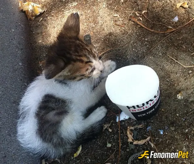 Sokak hayvanı besleme: Bina dışında bir yavru #fenomenpet